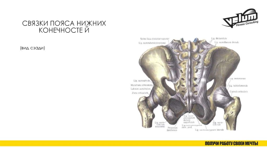 Нижний пояс. Связки талии. Связка ремнем. Верхний конечност Нижний конечност. Сыгцы пояса нижней конечност.