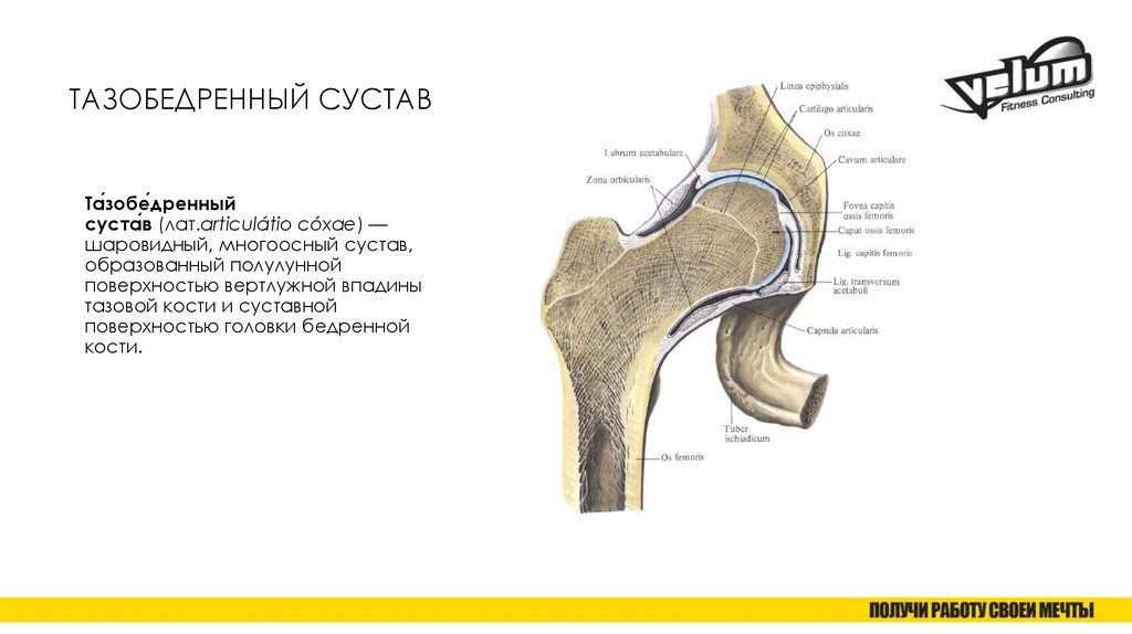 Тазобедренный сустав простыми словами. Связки тазобедренного сустава топографическая анатомия. Тазобедренный сустав анатомия латынь. Вертлужная губа тазобедренного сустава. Тазобедренный сустав анатомическая характеристика.