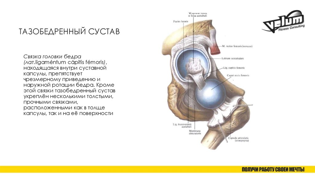 Бедренное сочленение. Внутрисуставные связки тазобедренного сустава. Какими связками укрепляется тазобедренный сустав. Топография тазобедренного сустава связки. Снаружи капсулу тазобедренного сустава укрепляют.