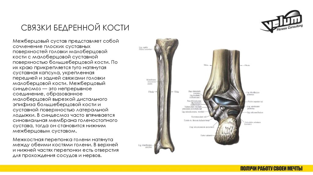 Бедренная кость тип соединения костей. Соединение бедренной и большеберцовой кости. Бедренная кость с большеберцовой соединение. Дистальный межберцовый сустав. Бедренная и берцовая кость Тип соединения.
