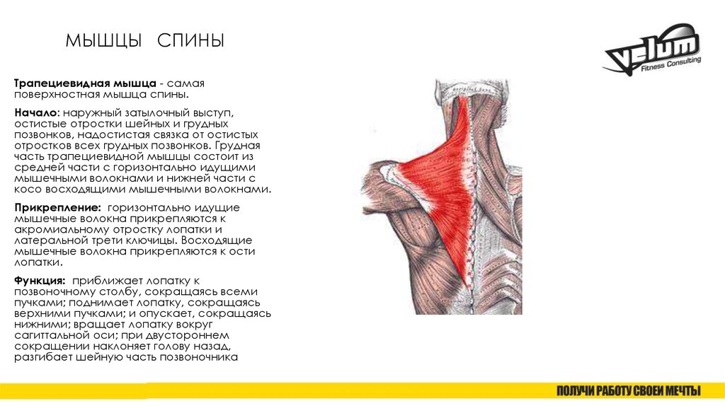 Начало мышцы. Глубокие мышцы спины анатомия таблица. Строение и функции трапециевидной мышцы спины. Мышцы спины анатомия прикрепление функции. Мышцы спины функции кратко.