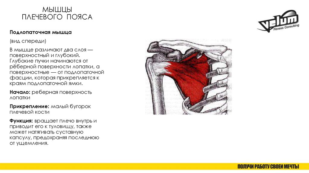 Подлопаточная мышца анатомия. Подлопаточная мышца анатомия функции. Подлопаточная мышца плечевого пояса. Подлопаточная мышца начало и прикрепление. Мышцы плечевого пояса подлопаточная мышца.