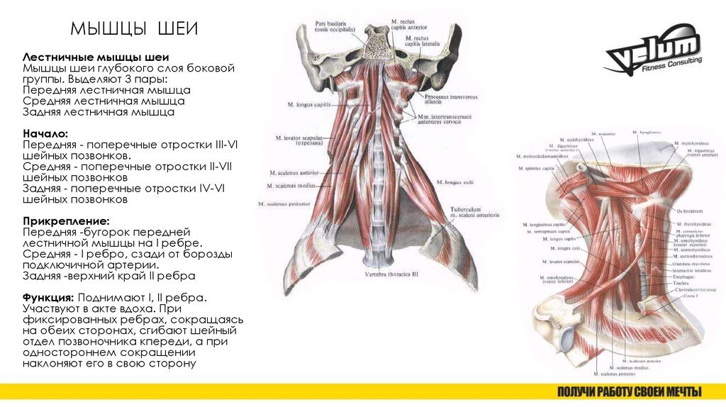 Лестничные мышцы анатомия. Мышцы шеи анатомия лестничные мышцы. Передние лестничные мышцы шеи анатомия. Передняя средняя и задняя лестничные мышцы шеи функции. Лестничные мышцы вид сбоку.