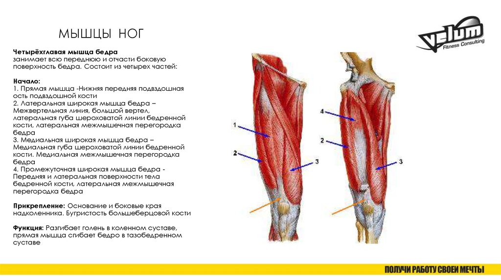 Четырехглавая мышца. Четырехглавая мышца бедра функции. Начало и крепление прямой мышцы бедра. Функция 4х главой мышцы бедра. Функции четырехглавой мышцы бедра функции.