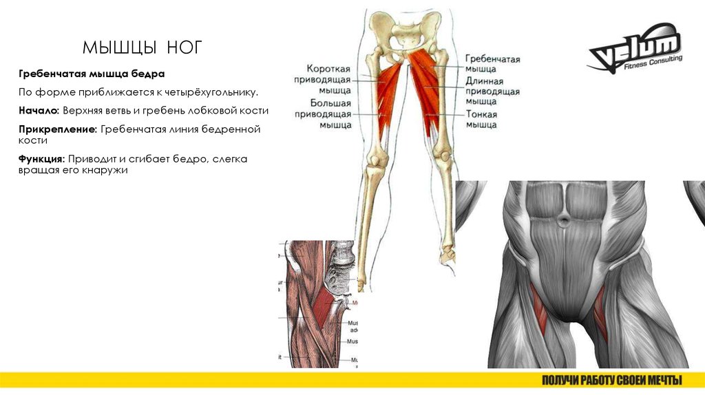 Приводящая мышца бедра фото