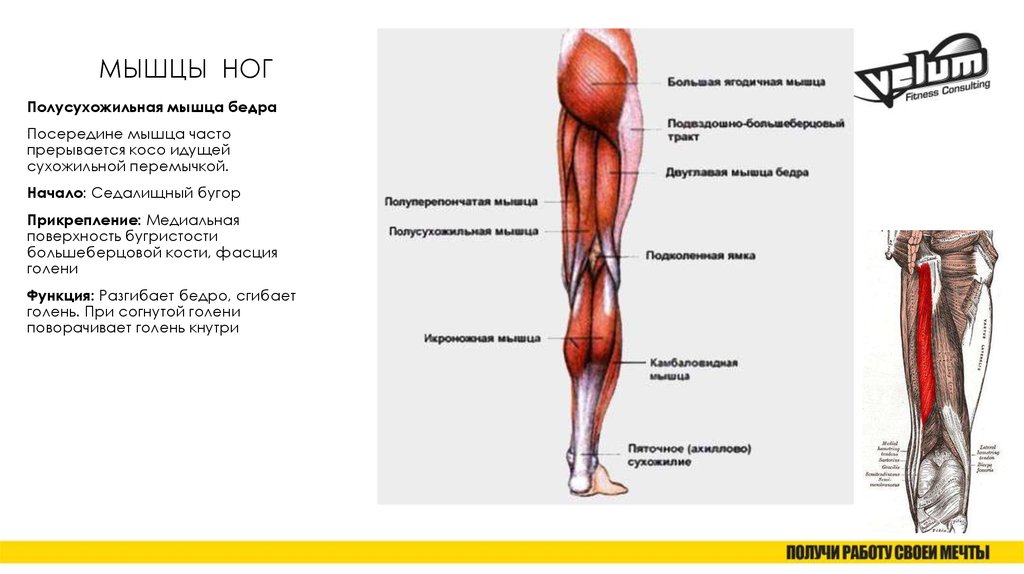 Мышцы бедра и голени функции