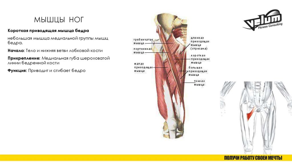 Приводящие мышцы бедра функции