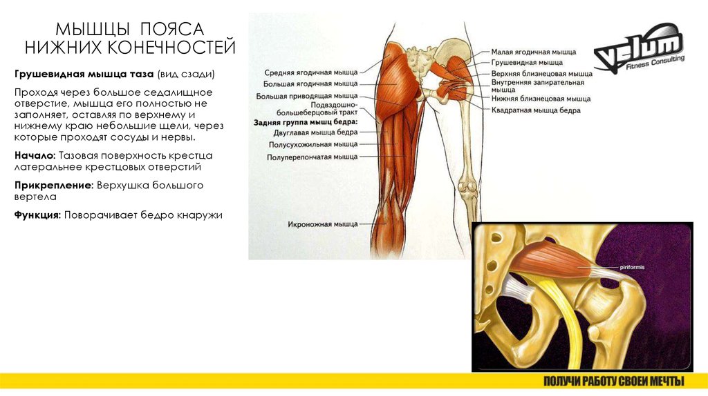 Через малое седалищное отверстие. Грушевидная мышца функции анатомия. Мышцы таза анатомия грушевидная. Мышцы тазового пояса анатомия. Мышцы пояса нижней конечности функции.