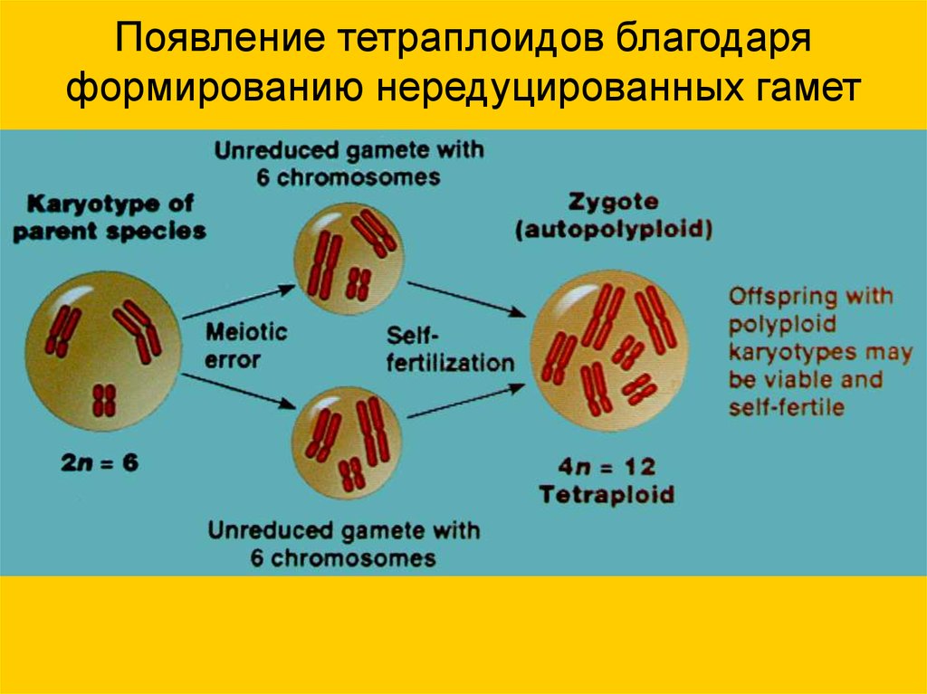 Деление тетраплоидной клетки. Гаметы тетраплоидов. Тетраплоидный набор хромосом. Тетраплоидный организм образует гаметы. Хромосомный набор набор тетраплоидного.