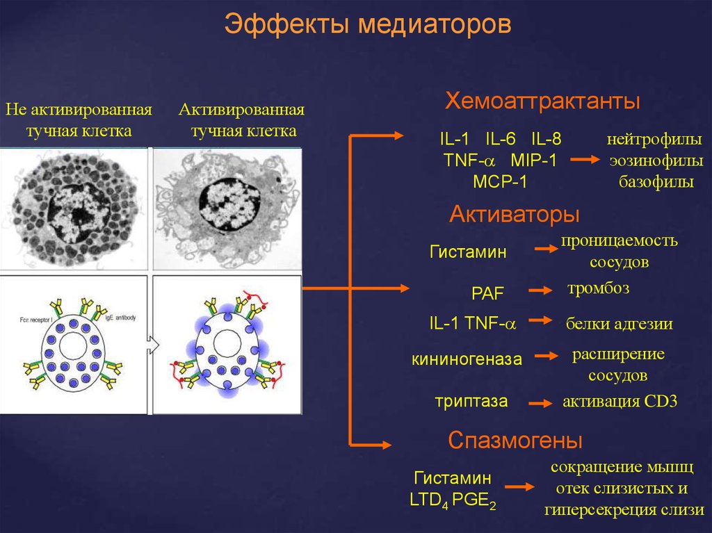 Тучные клетки это. Тучные клетки дифференцировка. Образование тучных клеток. Гранулы тучных клеток. Тучные клетки функции.