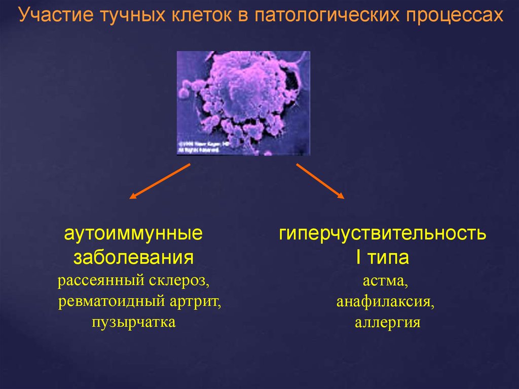 Тучные клетки воспаления