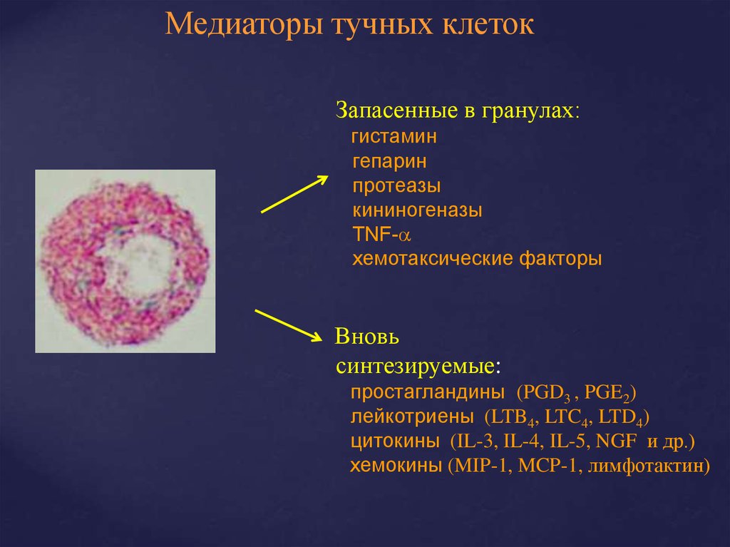 Препараты стабилизаторы мембран клеток. Тучные клетки гистамин. Дегрануляция тучных клеток. Медиаторы тучных клеток. Реакция дегрануляции тучных клеток.