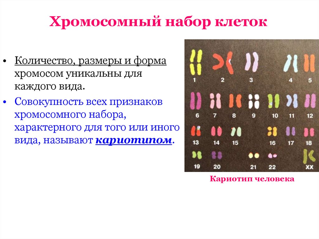 Назовите число хромосом. Хромосомный. Хромосомный набор клетки. Кариотип. Набор хромосом у человека.