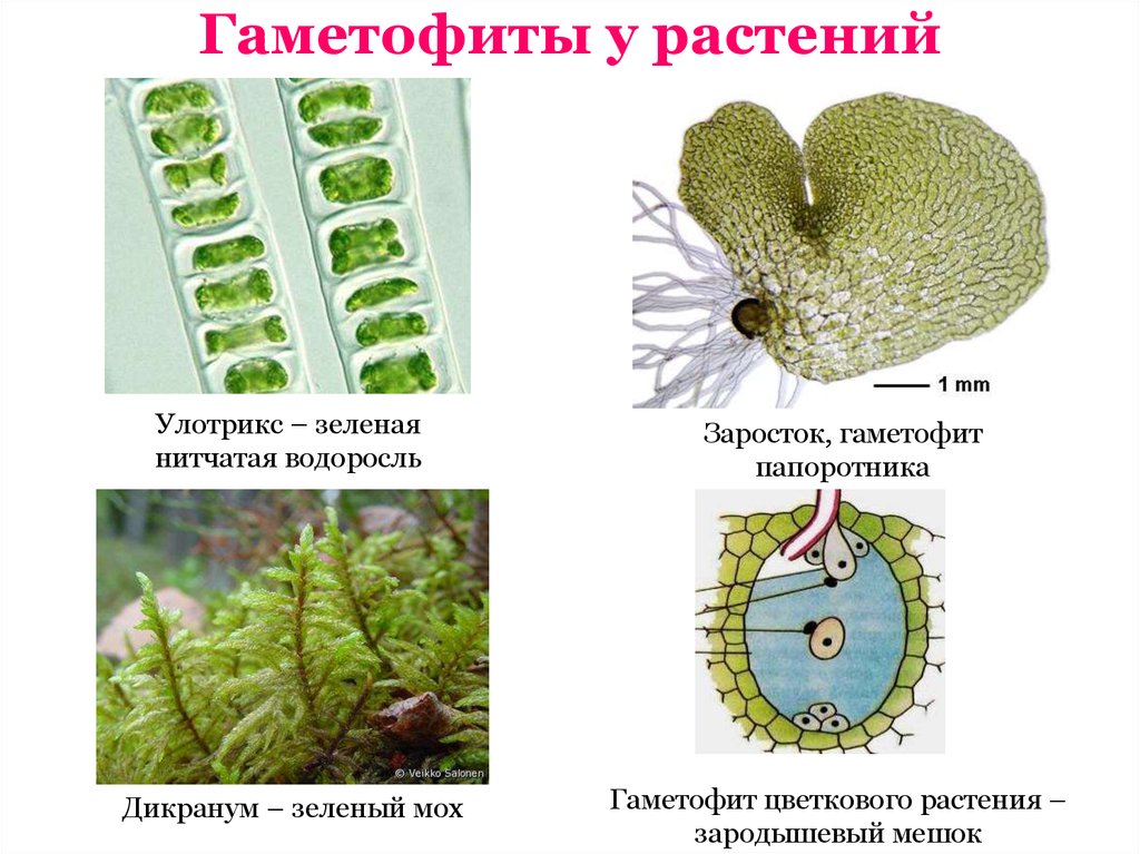 Чем является у водорослей гаметофит. Гаметофит спорового растения. Гаплоидный гаметофит. Гаметофит цветковых растений строение. Гаметофит это в биологии 5.