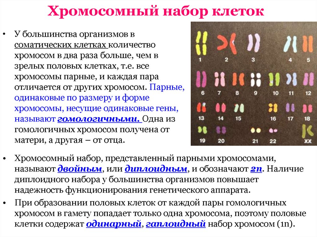 Хромосомы в растительной клетке. Кариотип, набор хромосом биология 10 класс. Наборы хромосом гаплоидный и диплоидный клеток пример. Хромосомный набор клетки.