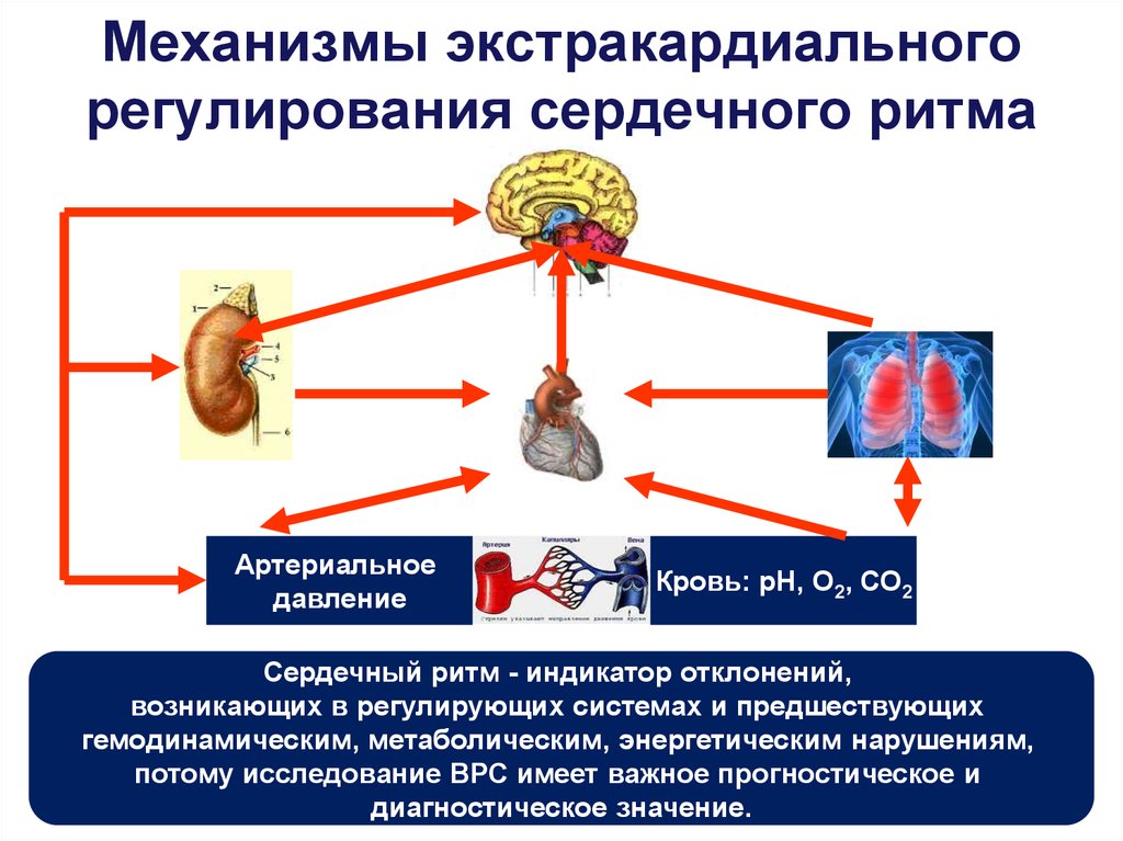 Сердечно сосудистый нервный центр. Регуляция артериального давления в организме. Механизмы регулирующие артериальное давление. Экстракардиальные механизмы регуляции сердца. Основные физиологические механизмы регуляции сердечного ритма.
