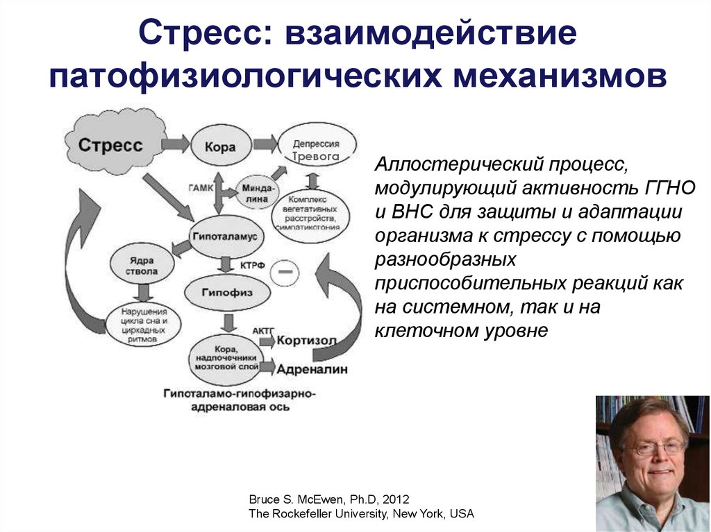 Механизмы развития стресса. Механизм стресса. Взаимодействие со стрессом. Стресс под контролем. Стресс лимитирующие системы схема.