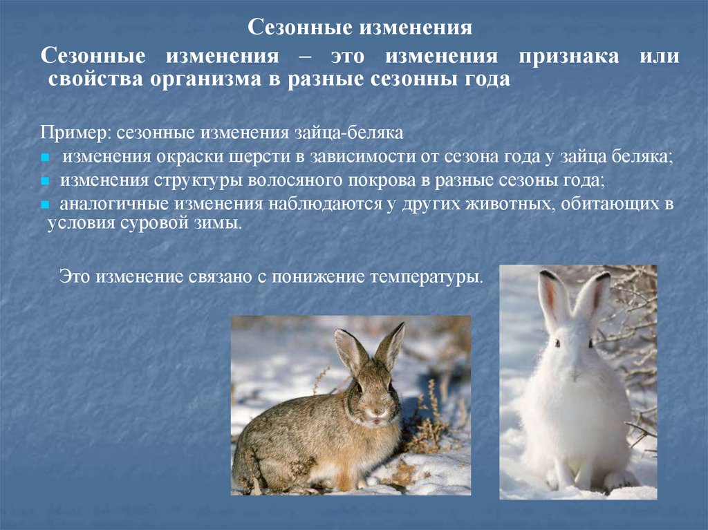 Изменения животных зимой 5 класс биология. Окраска шерсти зайца-беляка изменяется. Сезонные изменения зайца. Сезонные изменения в жизни зайца. Сезонные изменения зайца беляка.