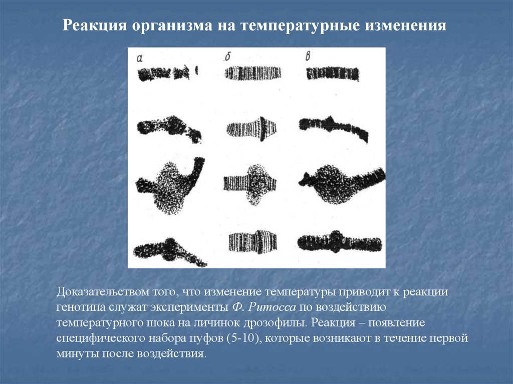 Значение модификаций для организма. Реакция организма на температуру. Под влиянием температурного шока которому подвергались куколки.