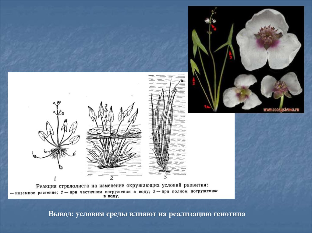 Какими условиями среды