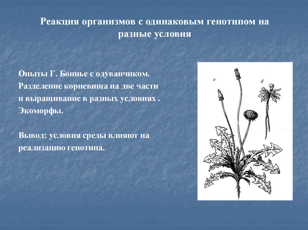 Рассмотрите рисунок одуванчика лекарственного выросшего на открытом