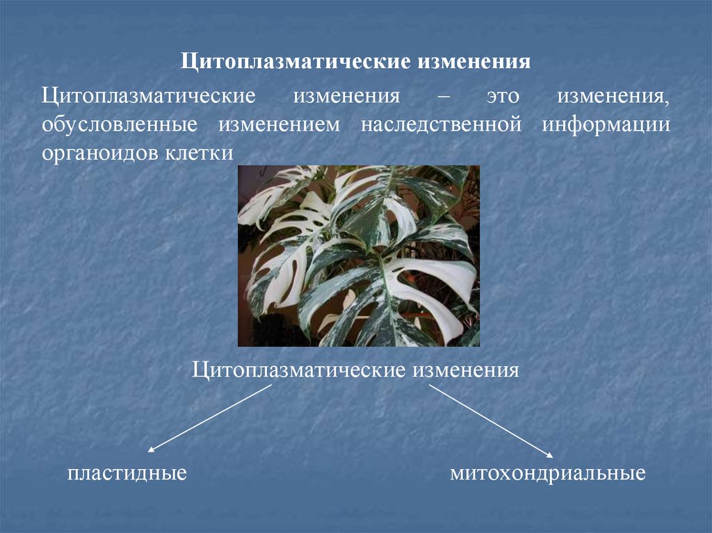 Цитоплазматическая изменчивость презентация 10 класс