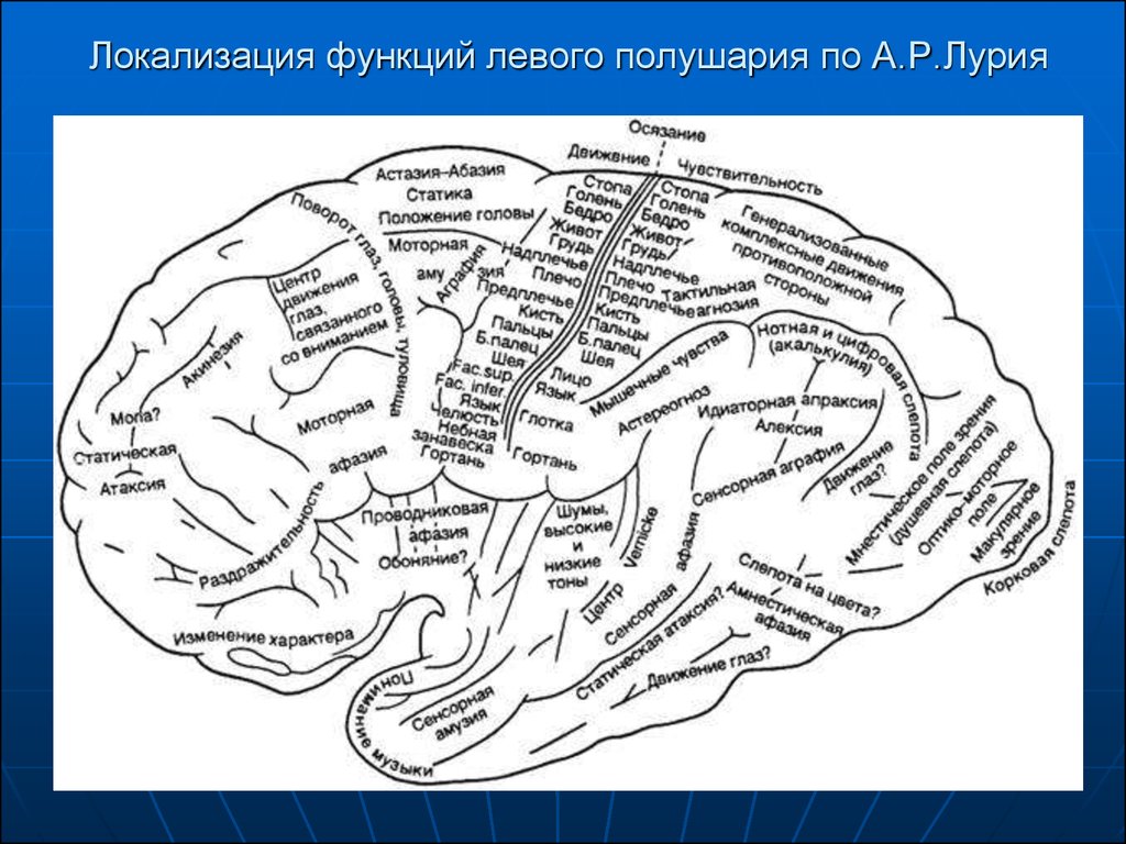 Роль коры головного мозга. Схема локализации функций в коре головного мозга. Локализация функций в коре полушарий мозга. Локализация функциональных центров в коре полушарий большого мозга. Локализация функций в коре полушарий большого мозга схема.