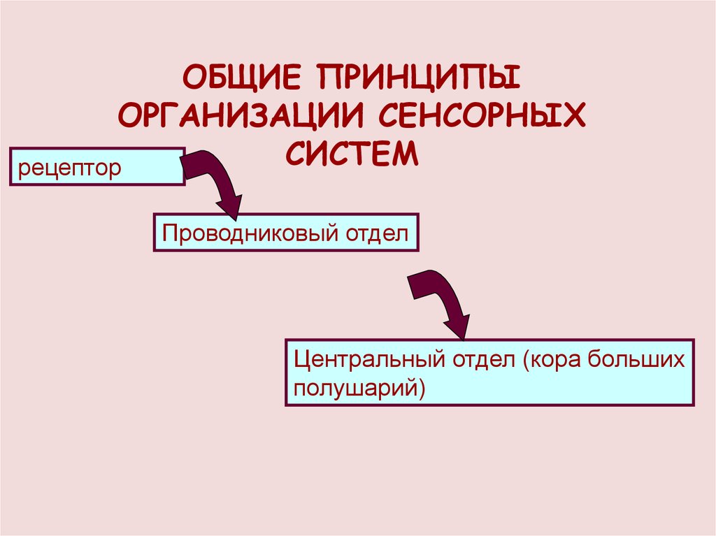 ОБЩИЕ ПРИНЦИПЫ ОРГАНИЗАЦИИ СЕНСОРНЫХ СИСТЕМ