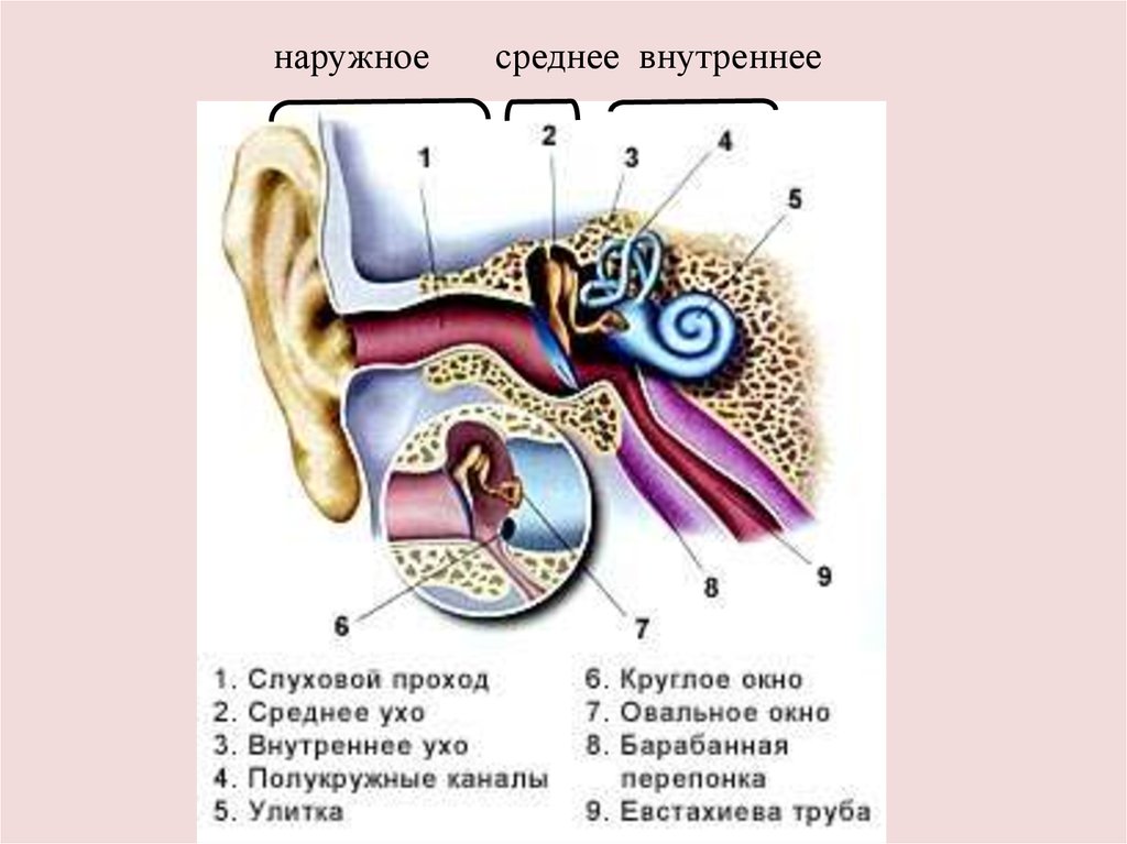 Круглое окно внутреннего уха. Евстахиева труба это среднее или внутреннее ухо. Евстахиева труба среднее ухо. Наружный слуховой проход на кт. Внутреннее ухо евстахиева труба.