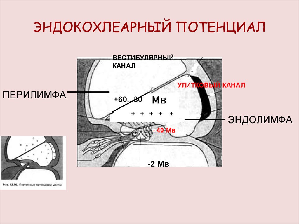 ЭНДОКОХЛЕАРНЫЙ ПОТЕНЦИАЛ