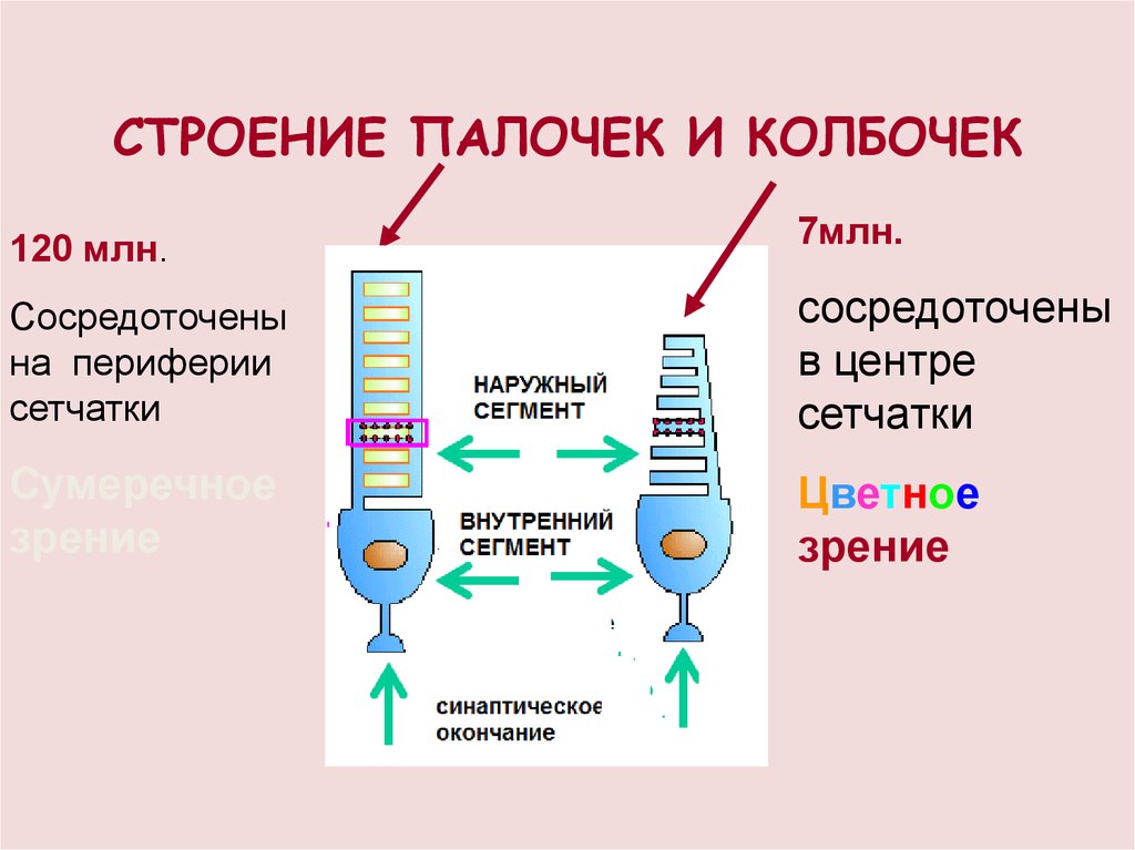 Палочки и колбочки. Палочки и колбочки сетчатки глаза строение. Строение глаза колбочки и палочки. Строение глаза колбочки. Строение палочек и колбочек.