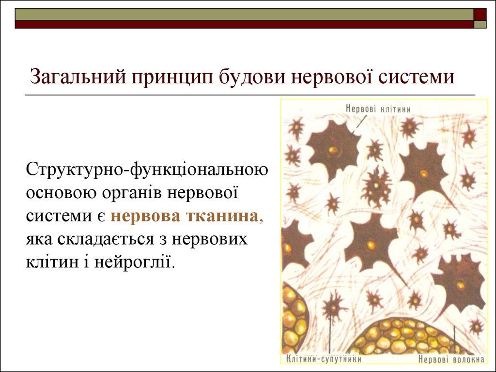 Контрольная работа: Класифікація нервової системи та її будова