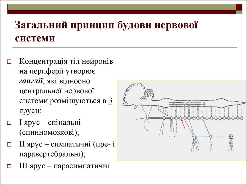 Контрольная работа: Класифікація нервової системи та її будова