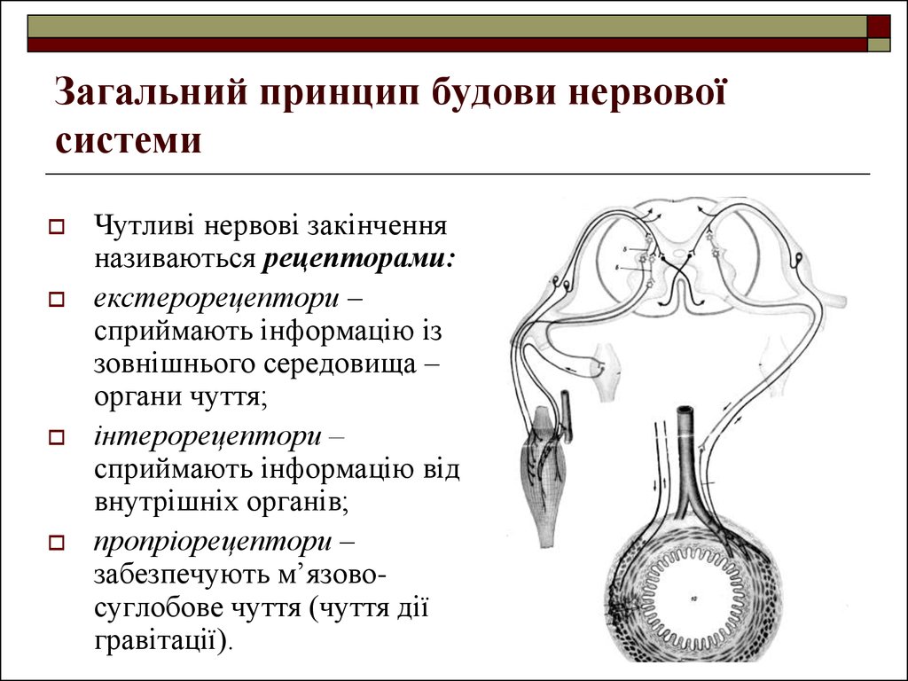 Контрольная работа: Класифікація нервової системи та її будова