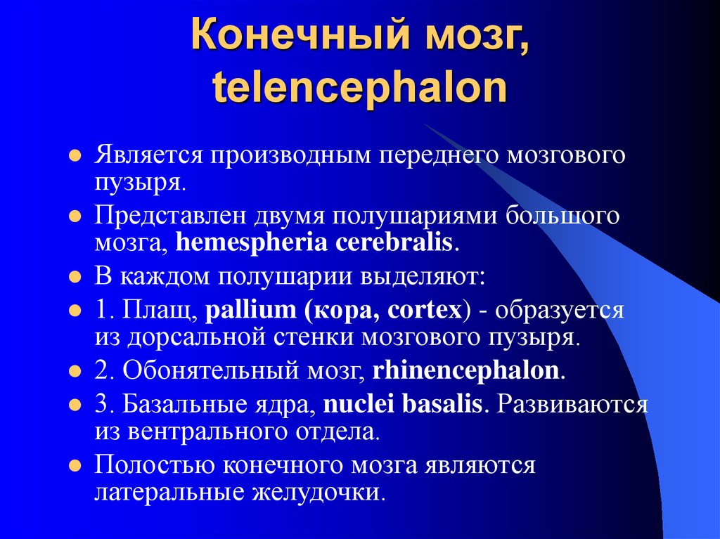 Конечный мозг. Производные конечного мозга. Производным переднего мозгового пузыря является. Производные конечного мозгового пузыря. Конечный мозг (Telencephalon) является производным:.