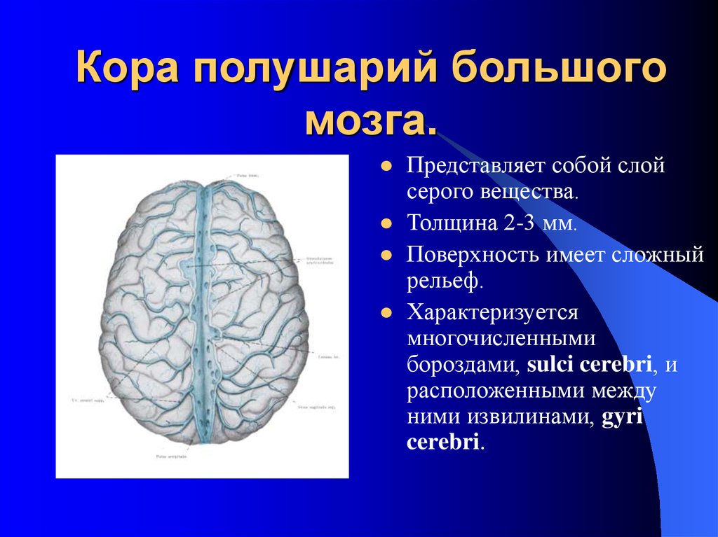 Поверхность головного мозга имеет. Толщина коры головного мозга. Головной мозг строение конечный мозг.