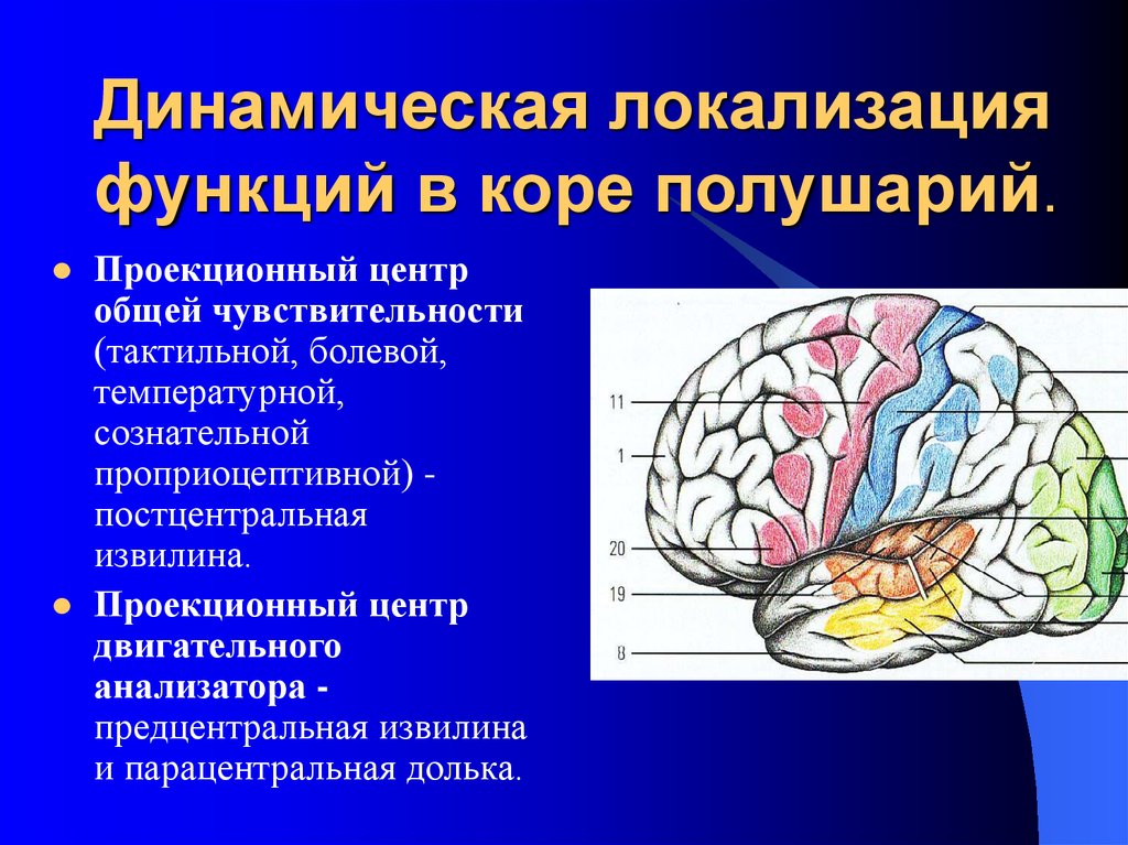 Какие функции выполняет полушарие большого мозга. Проекционный центр двигательного анализатора располагается. Прецентральная извилина головного мозга. Постцентральная зона коры головного мозга. Прецентральная извилина функции.