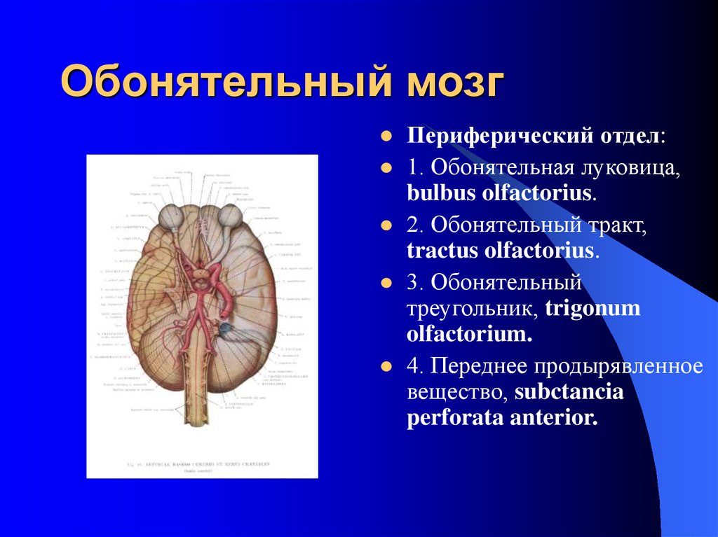 Обонятельный мозг презентация