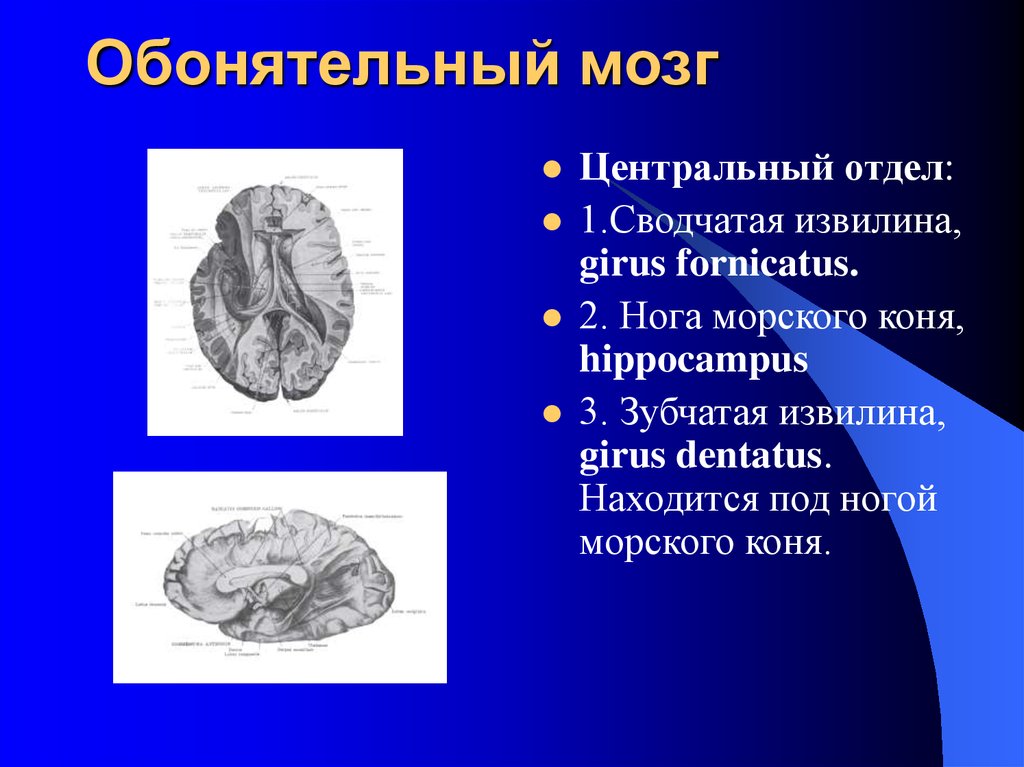 Обонятельные доли мозга. Обонятельный мозг зубчатая извилина. Обонятельный мозг сводчатая извилина. Обонятельный мозг гиппокамп. Обонятельный мозг Центральный и периферический отделы.