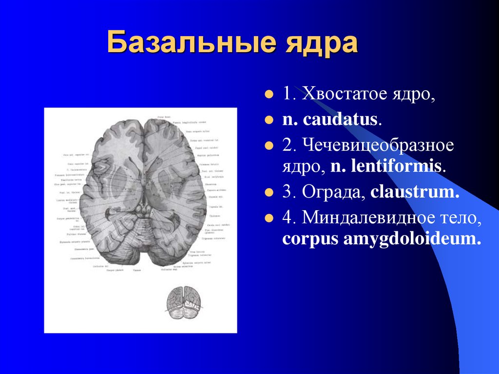 Подкорковые ядра полушарий. Чечевицеобразное ядро головного мозга. Чечевицеобразное базальное ядро. Базальные подкорковые ядра головного мозга. Базальные ядра больших полушарий функции.