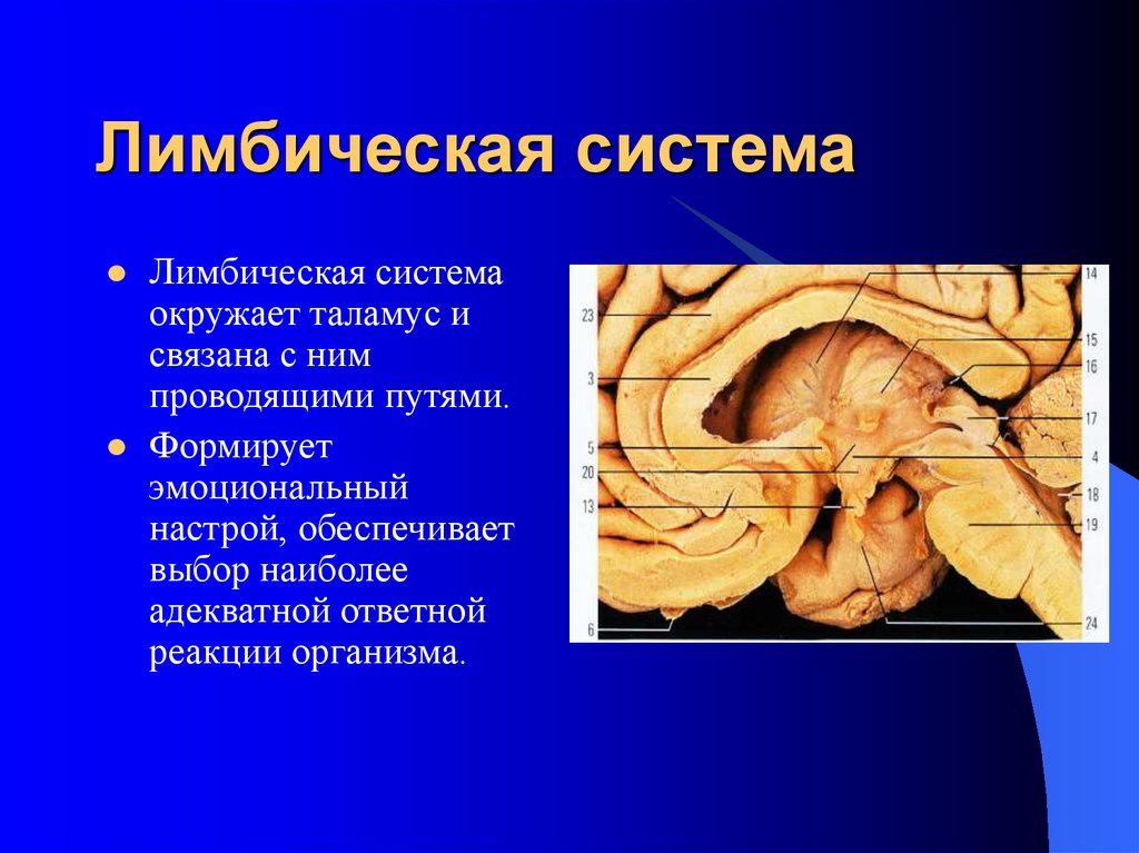 Лимбическая система мозга. Таламус и лимбическая система. Конечный мозг лимбическая система. Лимбичесеская система. Строение лимбической системы.