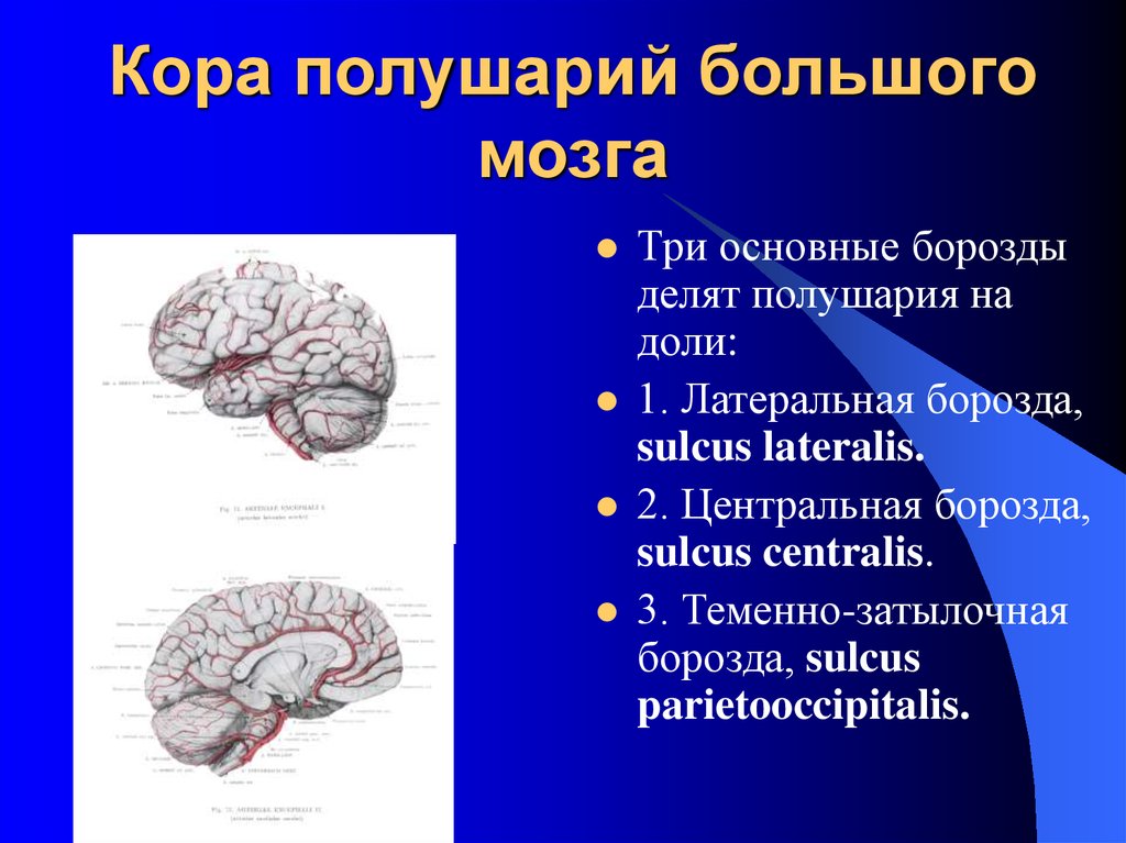 Кору и полушария в головном мозге имеют