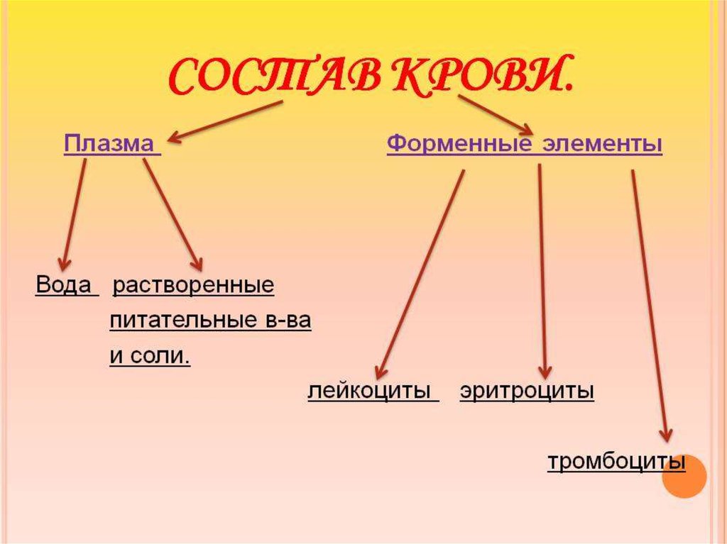 Схема из чего состоит кровь