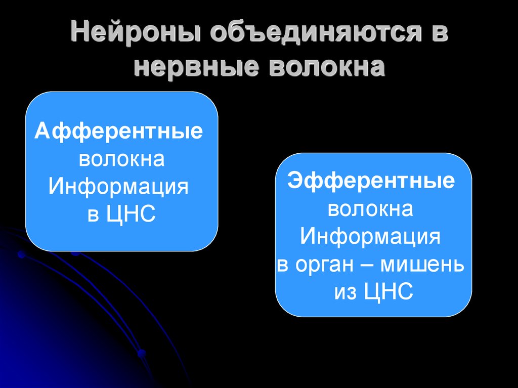 Нейроны объединяются в нервные волокна