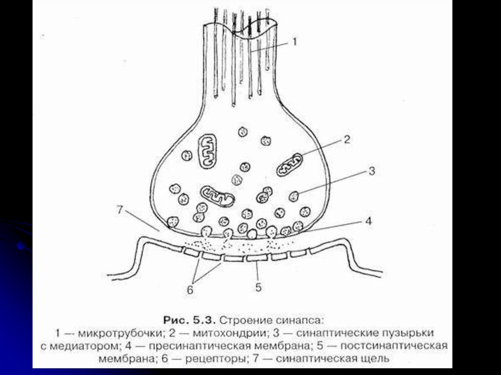 Рисунок синапса с обозначениями