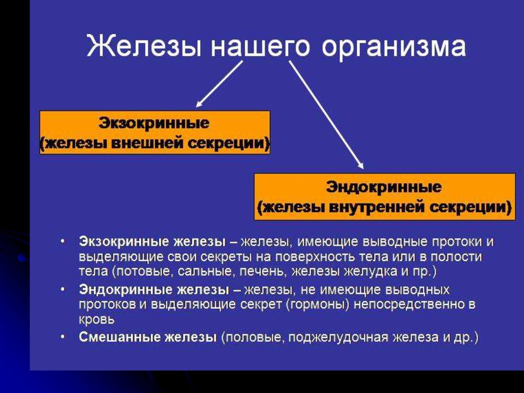Поджелудочная к какой секреции относится. Эндокринная система внешней секреции. Экзокринные железы. Эндокринная и экзокринная система. Железы эндокринной системы и экзокринной.