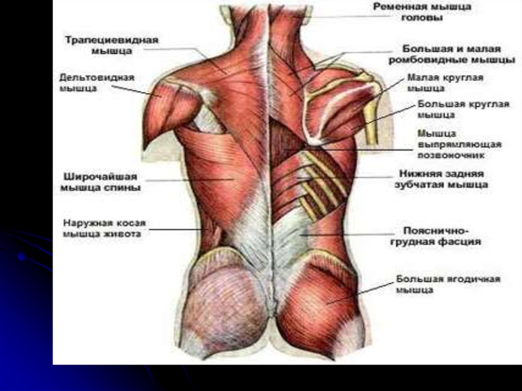 Большая круглая. Широчайшая и большая круглая мышца. Большая и малая круглая. Функция большого и малого круглый мышцы спины. Разрыв большой круглой мышцы спины.