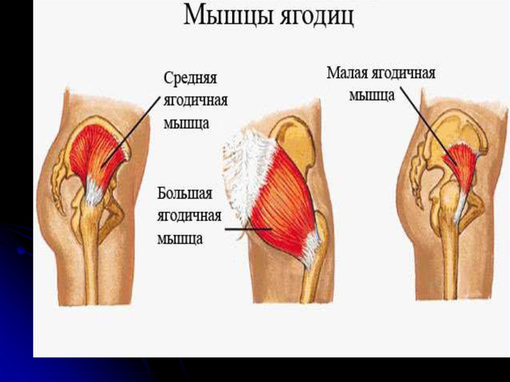 Малая ягодичная мышца бедра