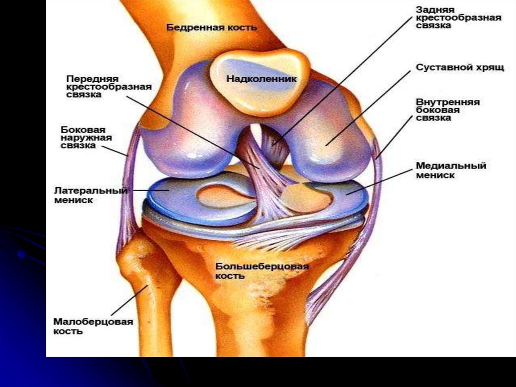 Связка жизни. Строение коленного протеза. Анатомия коленного сустава после эндопротезирования. Пучки задней крестообразной связки. Строение коленного сустава и связок после эндопротезирования.