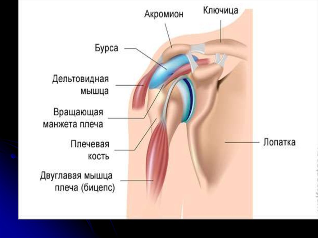 Вращательная манжета плечевого сустава. Мышцы вращательной манжеты плеча. Вращательная манжета плеча анатомия. Мышца вращающей манжетки плеча..